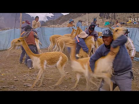 Видео: Шерсть викуньи/ Vicuña wool  |  Почему она такая дорогая?