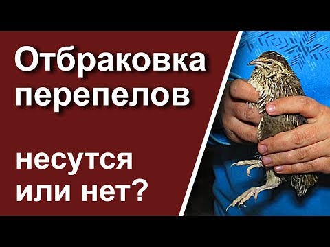 Видео: Перепела не несутся. Отбраковка перепелов.