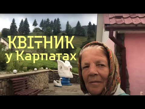 Видео: Квітник У Карпатах Бабуся й Онука Доять Корову І Співають Коломийку Село Самакова Буковина