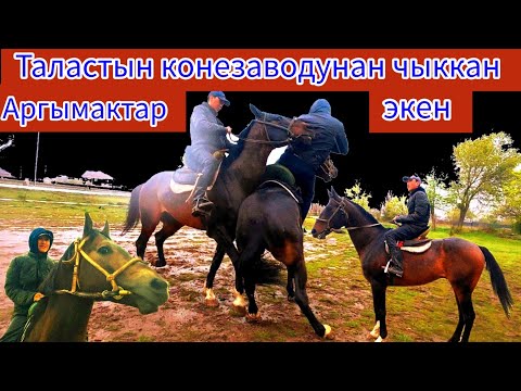 Видео: Көкбөрүгө универсал Аргымактар 👉 Тапанча менен Ак Билек.