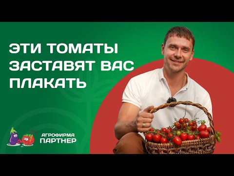 Видео: ЭТИ ТОМАТЫ ДОЛЖНЫ БЫТЬ В КАЖДОЙ ТЕПЛИЦЕ | ТОП черри и биф-томатов