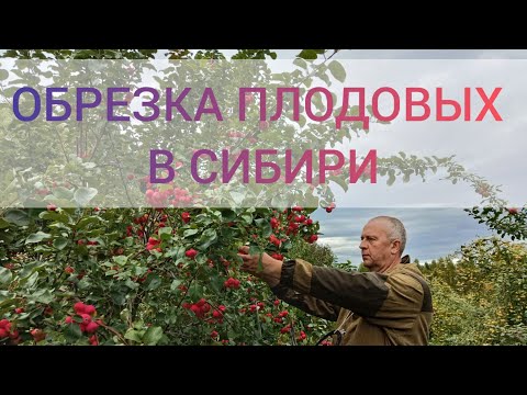 Видео: КАК ПРАВИЛО ОБРЕЗАТЬ ЯБЛОНЮ? СОВЕТЫ ЭКСПЕРТА. Обрезка плодовых в Сибири. Обрезка плодовых в Иркутске