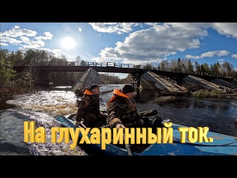 Видео: ГЛУХАРИНЫЙ ТОК | ОХОТА НА ГЛУХАРЯ | ВЕСНА 2022