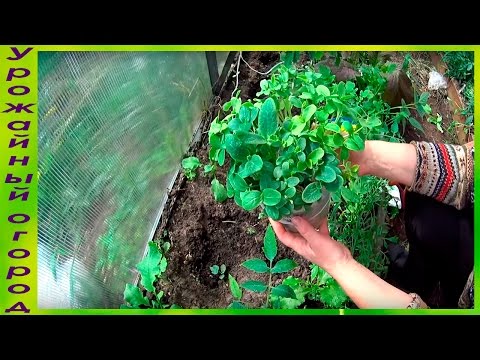 Видео: ПОСАДКА РАССАДЫ ДЫНИ!!ПЕРВЫЕ СОВЕТЫ ПО ФОРМИРОВКЕ!