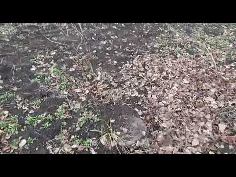 Видео: Дача. 4.11.25. Собираем домой. 