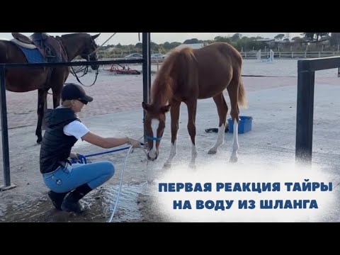 Видео: Первое знакомство Тайры с водой из шланга! Реакция 7-месячного жеребёнка 😅