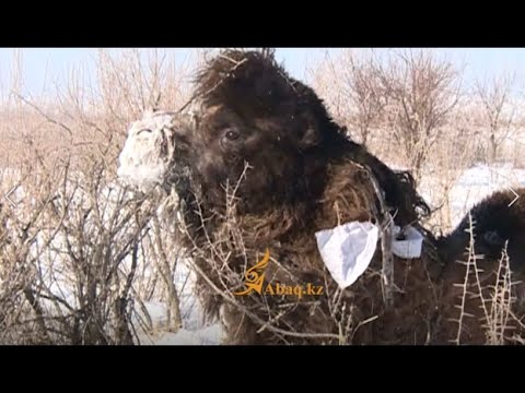 Видео: Фильм “Жараған қара бура “ Қуаныш Ілиясұлы