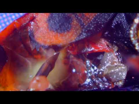 Видео: Шок! Вскрытие мёртвого клопа солдатика под микроскопом