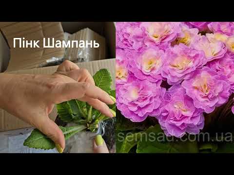 Видео: Розпаковка  Замовлення з СемСаду.