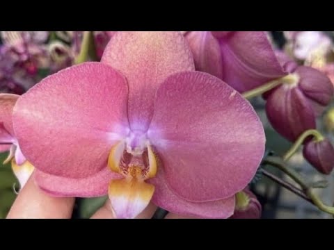Видео: #33 Мои первые АЗИАТКИ в размере 3,5 🌿