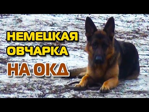 Видео: Немецкая овчарка на ОКД получила 100 баллов! Испытания по ОКД.