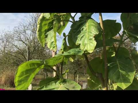 Видео: Тамарилло(томатне дерево, цифомандра)