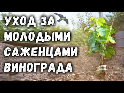 Видео: Уход за молодыми саженцами винограда