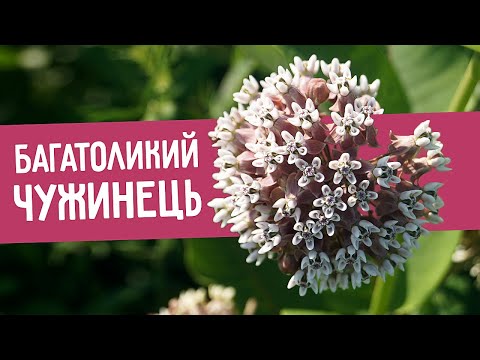 Видео: Ваточник сирійський: цілитель, медонос, агресор