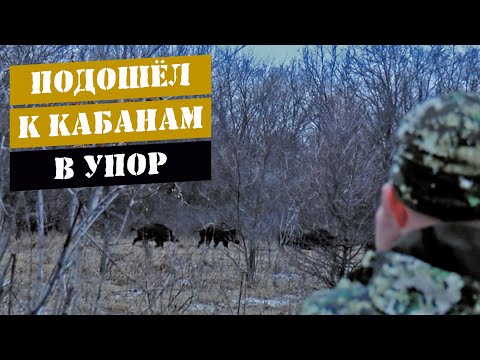 Видео: Охота на кабана с подхода/Косуля добыта из лука
