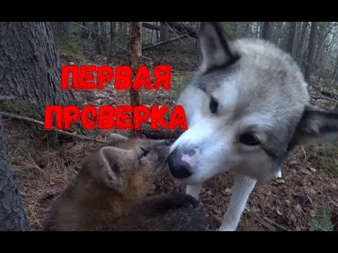 Видео: НАЧАЛОСЬ!!! ПУШНИНА ВАЛОМ ИДЁТ!!!