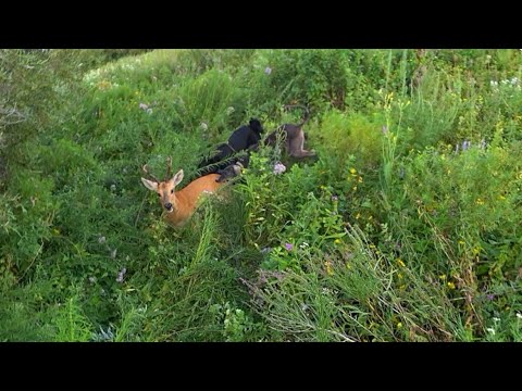 Видео: Аңшылық оңай емес… Бірақ бүгін бұйырды. Утро, ружьё, косуля — идеальный момент.