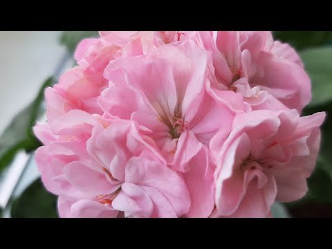 Видео: Спасаю пеларгонию! Что делать если залили пеларгонию?