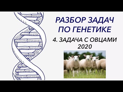 Видео: Разбор задачи по генетике, 2020 год - ЦТ, ЕГЭ, ЗНО