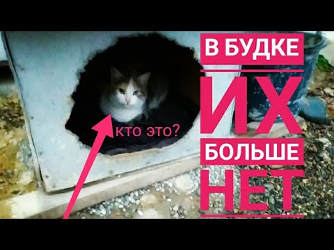 Видео: Брошенные щенки: 😲ОДНОГО БОЛЬШЕ НЕТ! мы продолжаем кормить маму щенков...