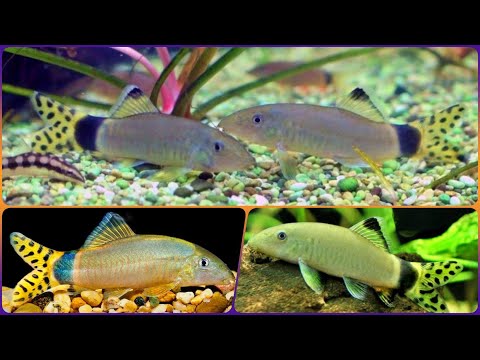 Видео: Рыбка Боция Сплендида в аквариуме Содержание Чем кормить и Совместимость Боций с рыбками