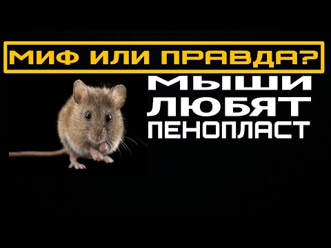 Видео: Мыши любят пенопласт! Миф или правда? Каркасник и мыши.
