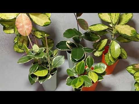 Видео: Hoya Australis Lisa,.. Hoya Australis albomarginata,. Hoya Australis Blondie в сравнении.  21.01.25.