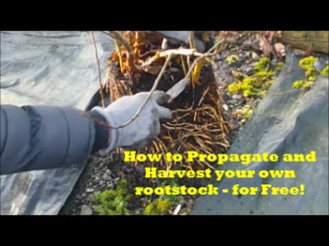Видео: Как размножить и собрать собственные подвои — ​​бесплатно!!