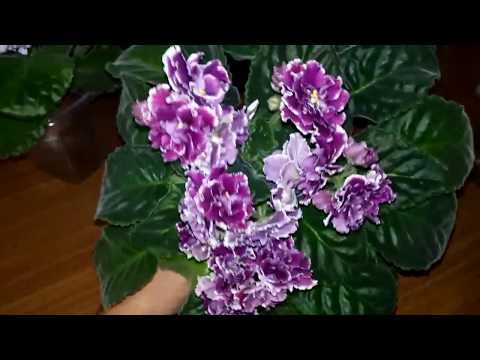 Видео: Сапрофитные грибы и стерилизация грунта.