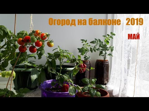 Видео: Огород на балконе.Май 2019