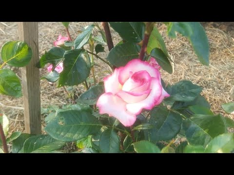 Видео: Сажаем розы из питомника Максироуз