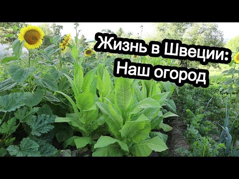 Видео: Жизнь в Швеции: Наш огород