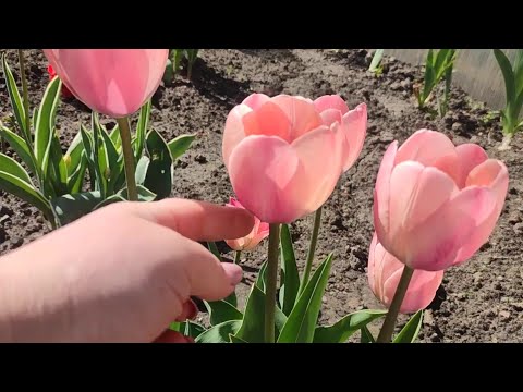 Видео: Плюсы  посадки тюльпанов в горшки‼ 🌷🌷🌷Мой мобильный тюль пановый садик ‼