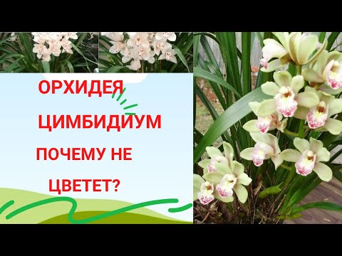 Видео: Орхидея цимбидиум  Почему не цветет и как заставить цвести. Оказалось все проще простого!
