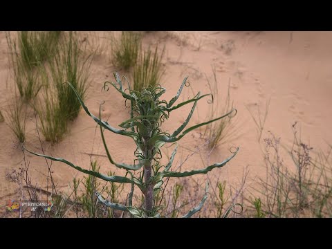 Видео: Арчединско-Донские пески