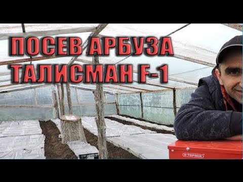 Видео: #2 Арбуз в теплице. Рассада Талисман F-1. 2019