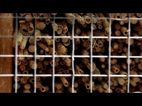 Видео: Пасечник №30 - Осмии