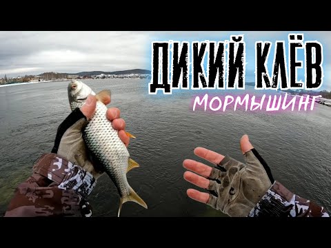 Видео: Дикий КЛЁВ плотвы. МОРМЫШИНГ НАНОДЖИГ