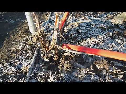 Видео: Когда и как правильно обрезать ремонтантную малину