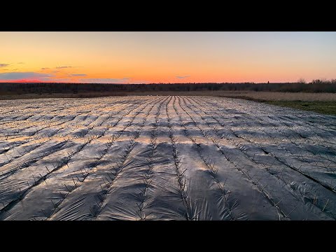 Видео: Русская ива. Видео-обзор. Посадка плантации ивы - 2020 год.