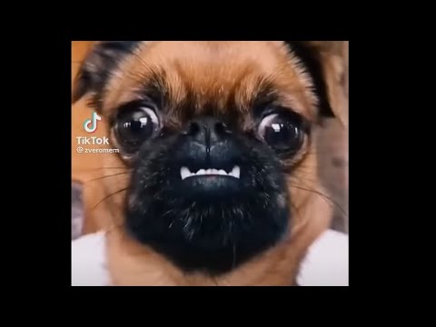 Видео: Страшная шаурма гонится за мной! 😩💀