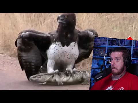 Видео: 10 Случаев странного поведения животных | РЕАКЦИЯ НА Top Five