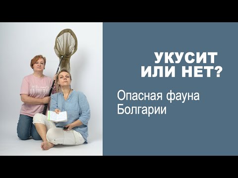 Видео: Укусит или нет? Опасная фауна Болгарии