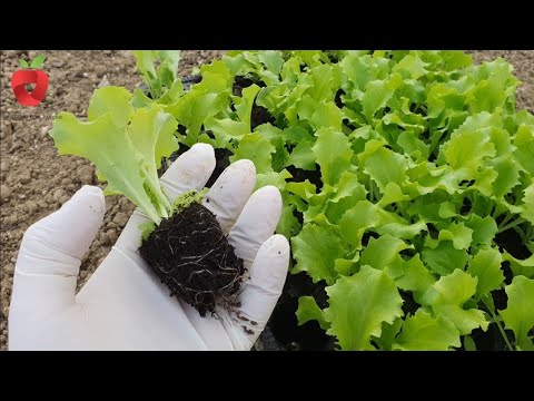 Видео: Пора сеять салат! Вот как сохранить его на всю зиму!