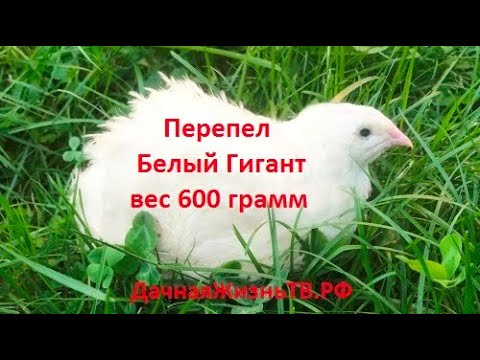 Видео: 600 граммовый перепел Белый Гигант. Взвешивание, выбраковка и подбор родительского стада.