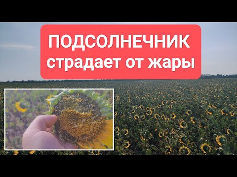 Видео: Подсолнечник страдает от ЗАСУХИ | 15 июля 2025