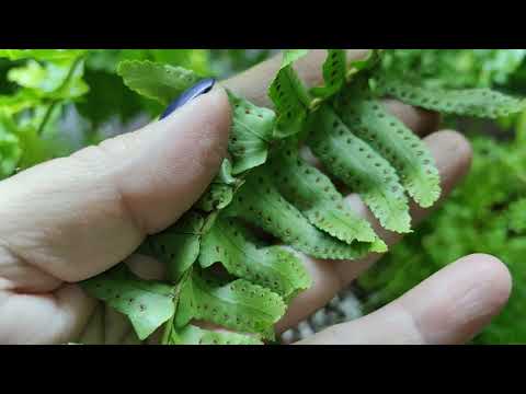 Видео: Мои  папоротники.☘️🌿🍀Обзор коллекции. #комнатныерастения #папоротник #обзор #растения