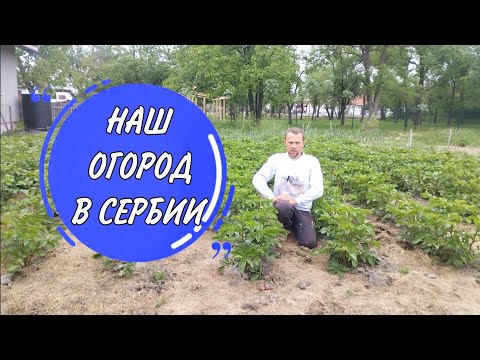 Видео: Наш огород в Сербии. Эксперимент с картошкой
