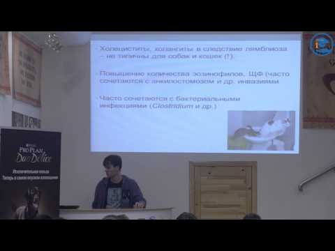 Видео: «Лямблиоз кошек и собак», С. В. Коняев