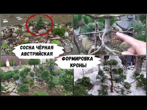 Видео: Сосна чёрная австрийская. Формировка кроны.